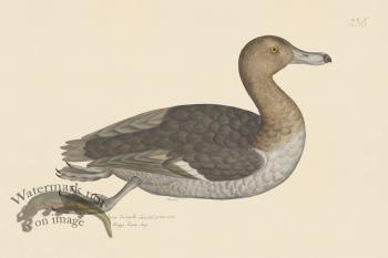 Rudbeck CFA 236 Tufted Duck